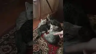 #рек #cat #pets #3кота #catlover #хочуврек #cute #kitty #love #видео