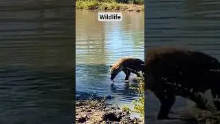 discovery #wildlife #wildanimals #discoveries #exploration #nature #1millionviews #shorts