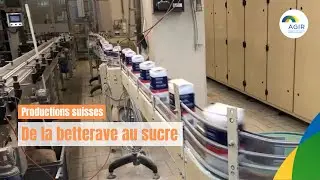 De la betterave au sucre