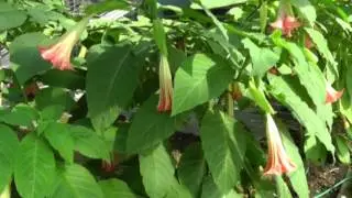 BRUGMANSIA AUREA ( ENGELSTROMPETE )