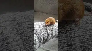 pregnant harvest mouse
