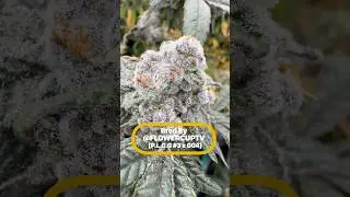 Homegrown Genetics Gone Nuclear ❄️ Frost Level: INSANE!&rdquo; #cannabiscommunity #flowercuptv #howtogrow