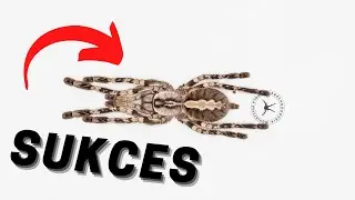 ODBIERAM KOLEJNY KOKON POECILOTHERIA FASCIATA! 🤩 |ARACHNOHOBBIA|