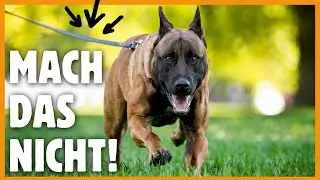 Hund zieht an der Leine ? Kein Wunder bei diesen Fehlern!