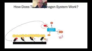 3 Bioenergetic Pathways Used during Exercise: Strengths and Limitations