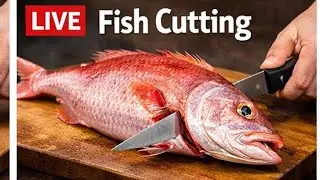 🔴 Live Fish Cutting ASMR | Fresh Fish Processing from Market | For USA & Europe Viewers