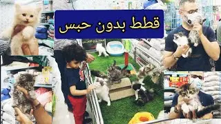 دخلت ارخص محل حيوانات بالسوق...وأول مرة القطط مش في قفص