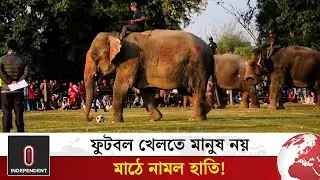 মাঠে ফুটবল খেলছে হাতি, এ কেমন ব্যতিক্রমী উৎসব? | Elephant playing Football | Nepal | Independent TV