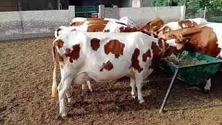 Ayrshire semen available for sale 200rs pr dose ,,10000ltr
