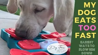 My Dog Eats Fast: Easiest Way to Slow Down a Dog That Eats Too Fast