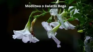Modlitwa o światło Boga (śpiewana)
