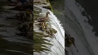 🦢🐥 Desperate Mama Duck: One Climbs Up, Another Slips Down!