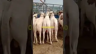 #luddanmandi #naazfarming #cattlemarket