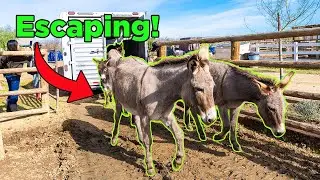 These Donkey & Horses left a BAD place! | EP 87