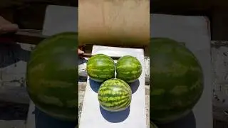 Three Watermelon vs. Gravity! | BOOM ASMR Fun 🍉💥 #asmr #experiment #watermelon #satisfying