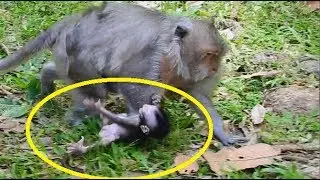 Tima make mistake to baby Timo scare soo much & cry loudly under legs mother.