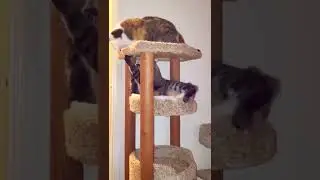 Funny Cats Playing Fighting Over The Cat Tree #cats #funnycats #shorts
