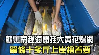 蘇裏南趕海開挂大黃花爆網，單條十多斤上岸搶著要#阿牛愛捕魚  #蘇裏南 #趕海 #捕魚 #網魚