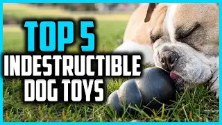 ✅Top 5 Best Indestructible Dog Toys 2025