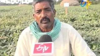 New pulse varieties showing good results &ndash; Experience of farmer from krishna district