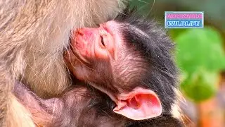 Cutest newborn baby monkey really needs a lot of milk, Adorable Wildlife