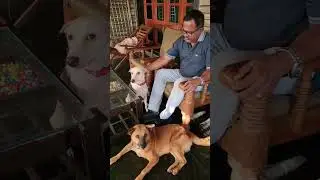 Dogs with owner #dogshorts #doglover