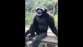I forgot the words while singing, a little embarrassing😓 Monkey Zoo