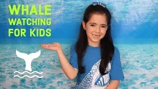Whale Watching For Kids | 4ocean | Reduce Plastic Waste
