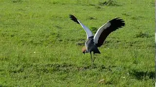 Crowned crane dance
