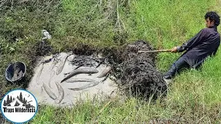 Amazing #Catching #Fishes Under #Grass in dry pond | Fish Trap in Wilderness