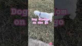 Dog wisdom on the go - Be Curious, Not Judgmental