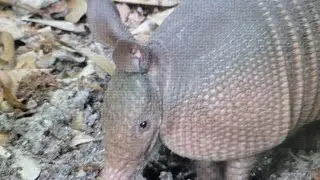 A shy armadillo digging in the ground not too far away from a squirrel in The Villages, Florida