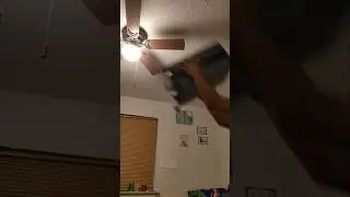 mainstays ceiling fan destruction #shorts #ceilingfan #destruction