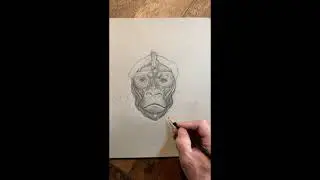 Elements of Drawing, Greater Apes, Ecorche, Gorilla Head, by Michael Hensley