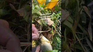 TRIK UMPAN IKAN MAS GARUNG TEKNIK GLOSOR @MangAduy-08