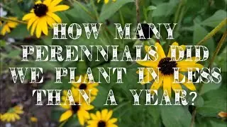How many perennials did we plant within our first year?