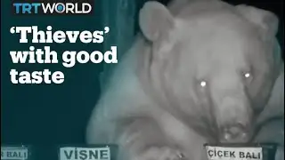 These bears went from stealing honey to quality testing