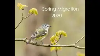 Spring Migration 2020 Recap // Birding Southwest Ohio