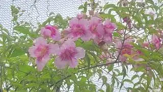 Bignonias rosas (Podranea ricasoliana)