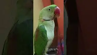 naseeb kharab hai 😂🤣#shortvideos #funny #comedy #subscribe #viral #parakeetlove