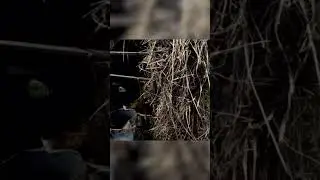 Советы по выпойке телят. Молоко для телят. Выпойка телят. Содержание телят. Воду телятам.