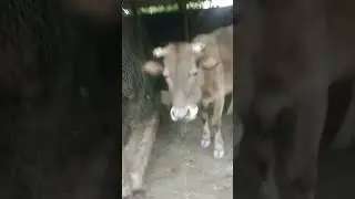 Rock Cow 🐂