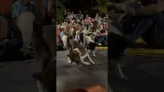 Action Dog 🐶 #animals #dogbreed #animalshorts #dog