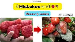 Strawberry Farming in India🍓 Best Strawberry Varieties Strawberry Farming at Home Strawberry Disease