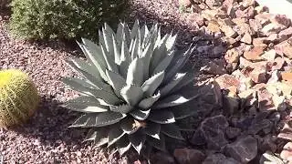 AGAVE GALLERY:  Agave parryi ssp. neomexicana
