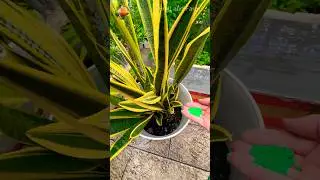 How to Fertilize Your Snake Plant Properly #howto #snakeplant