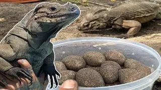 My Rhino Iguanas Laid EGGS!