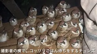 暗闇で大量のふくら雀に圧をかけられてしまう。
