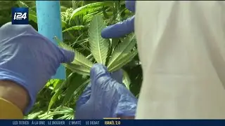 Isra&euml;l 2.0 | Une plantation hi-tech de cannabis m&eacute;dical