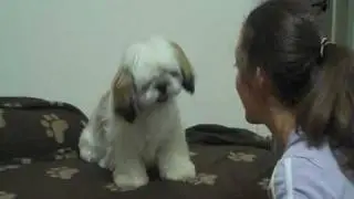 Cute Shih Tzu - training and fun videos